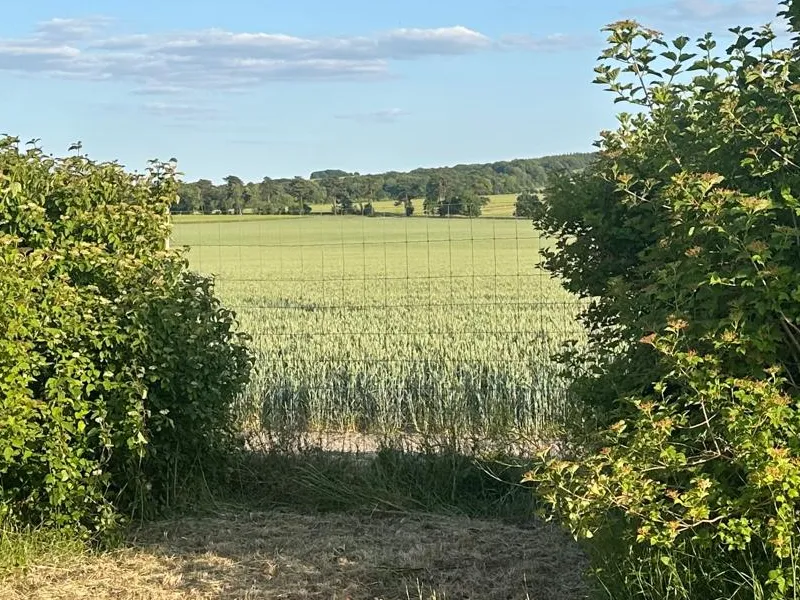 Secure Dog Walking Field With Countryside View