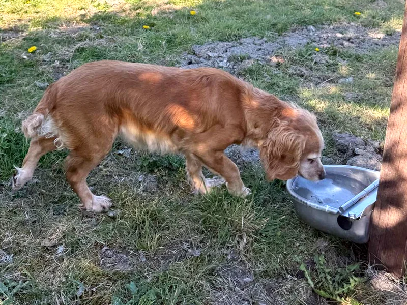 Water bowl in secure dog field, near Hendred, between Wantage and DIdcot