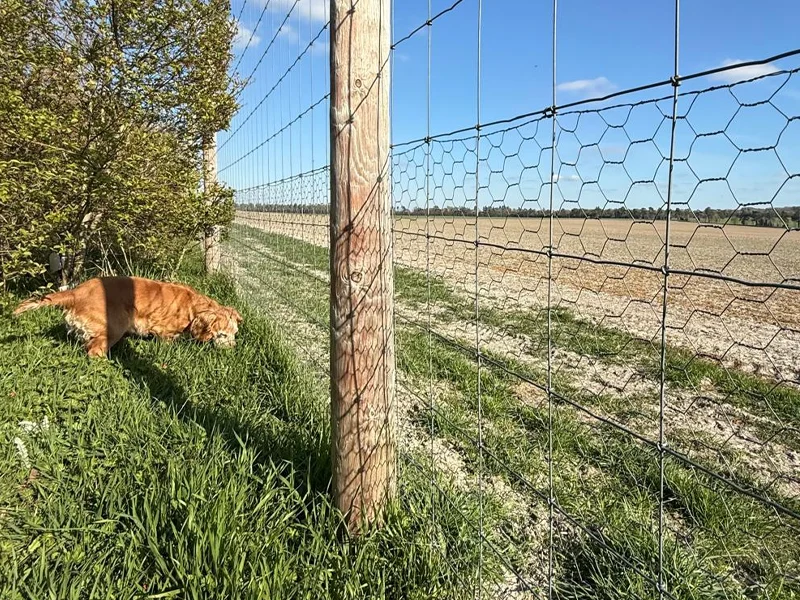 Secure field fencing at Woodlands Dog FIeld, near Hendred, between Wantage & Didcot