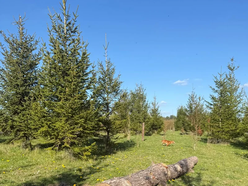 Woodland environment in secure dog field near Hendred, between Wantage and Didcot